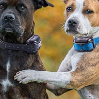 A Guide to Introducing Bark Collar Training to Dogs